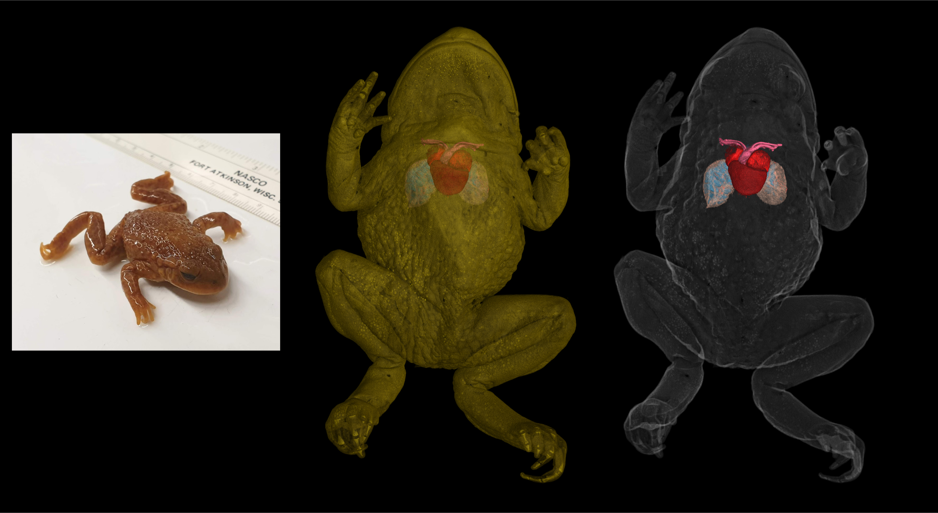 CT scan of Alytes species of toad with specimen photo on its left.