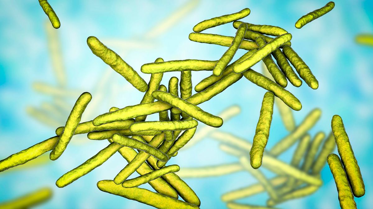 illustration of green, rod-shaped bacteria on a light blue background