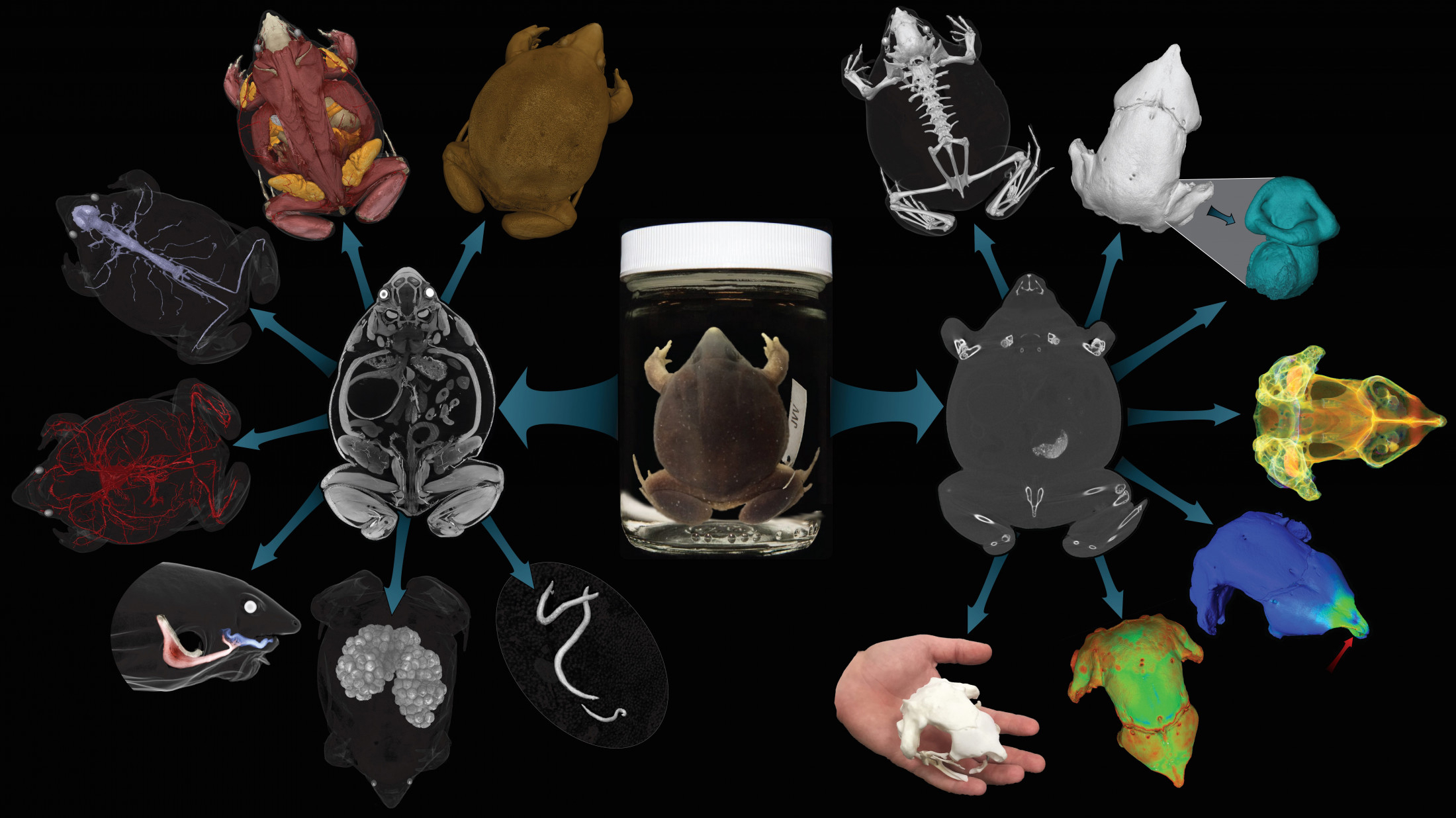Flow chart of different scans collated together for a species of frog.