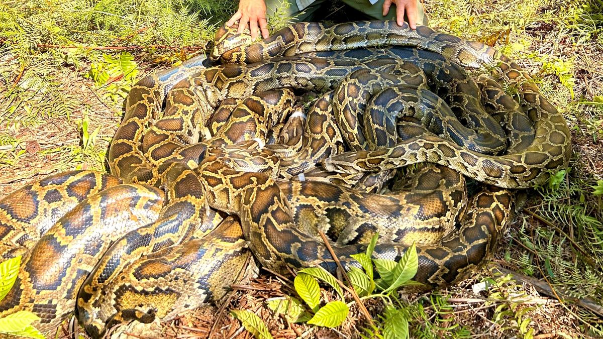 a large ball of burmese pythons mating in the Everglades.
