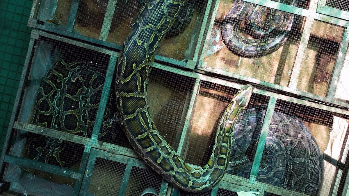 Snake boxes seen from above at a python farm.